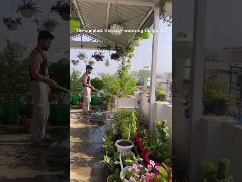 Watering plant is a pure therapy 🪴 #plants #plantcare #plantlover #garden #gardening #gardenplants