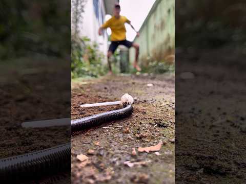 Secret revealed, this is how Tarzan communicates with millipedes using candy signals#shortvideo