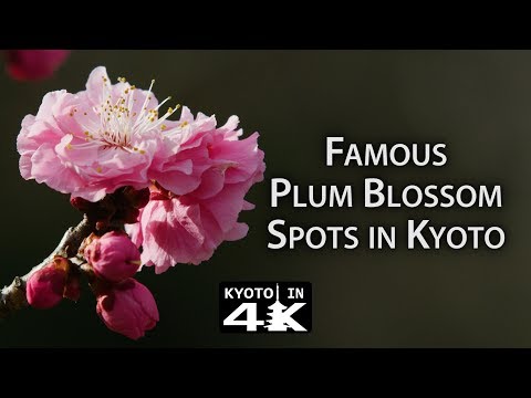 Beautiful Kyoto: Plum Blossom Viewing Spots (Kitano Tenmang?, J?nang? & Zuishin-in) [4K]