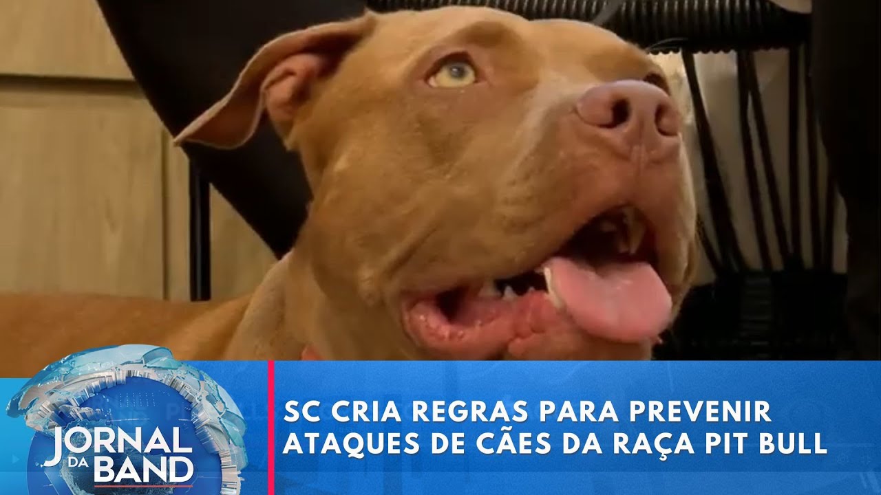 SC cria novas regras para prevenir ataques de cães da raça pit bull | Jornal da Band