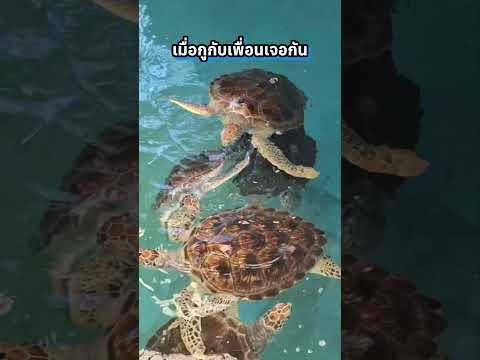 เมื่อกูกับเพื่อนเจอกัน #มนุษย์เงินเดือน #ออฟฟิศหรรษา #คนไทยเป็นคนตลก