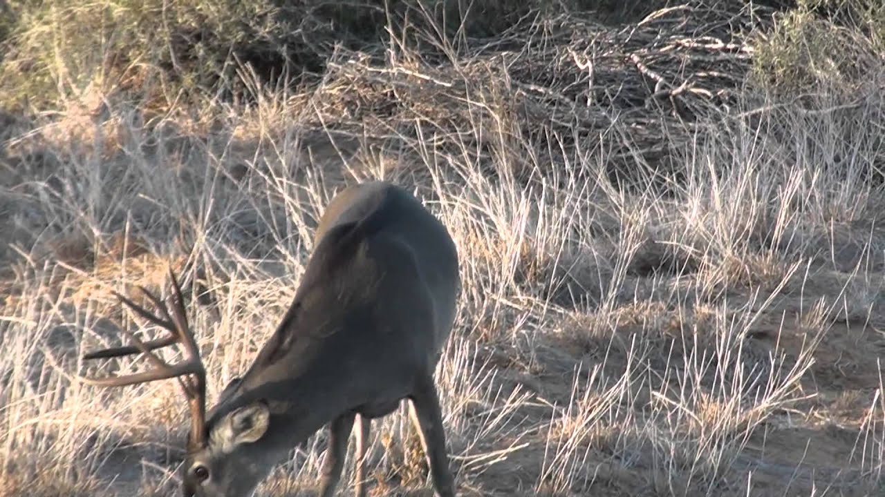 Caceria de Venado Con Arco, Alexs Sandoval - YouTube