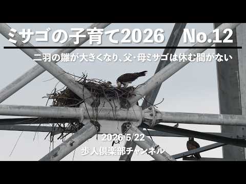 ミサゴの子育て2026　No 12 2026年5月22日 二羽の子どもが大きくなってきた　母ミサゴは給餌、巣の警護と補修、父ミサゴは狩りに専念している。毎日、数匹の魚が必要