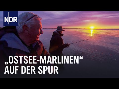 Hornhecht-Alarm in der Wismarbucht | Rute raus, der Spaß beginnt! | NDR Doku