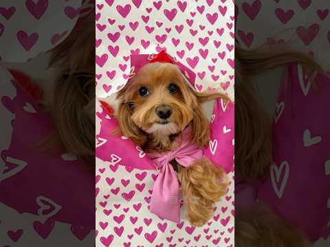 Photo shoot idea for Saint Valentine’s Day 💝 #maltiloo #valentinesday