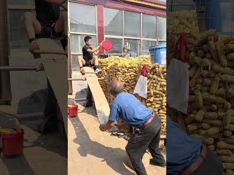 Loading the corn this way is <strong>quick</strong> and easy! 😂