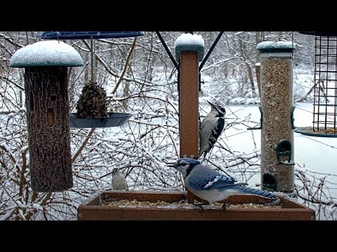 Cornell FeederWatch Cam  Cornell Lab Bird Cams Cornell Lab Bird Cams