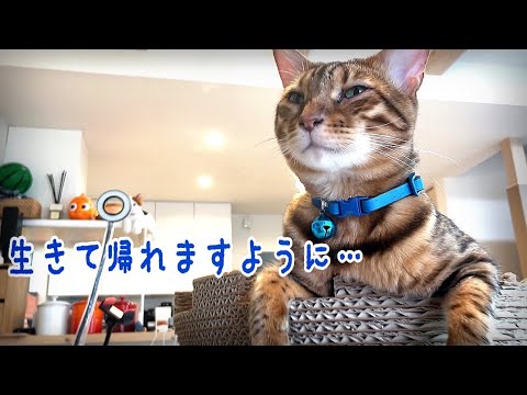 獣医さんvsベンガル猫テト 今年もワクチン鳴きまくりです まとめちゅーぶ