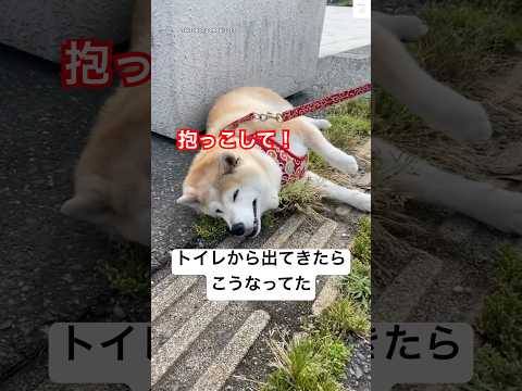 犬の動画サムネイル - 拒否柴発動‼️ 元気に歩いてたのに急に崩れ落ちた😂　#柴犬　#犬 #犬のいる暮らし #かわいい犬 #おもしろ