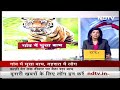 Pilibhit Tiger Video: Pilibhit में जंगल से निकलकर घर में घुसे Tiger ने मचाई अफरा-तफरी  - 01:23 min - News - Video