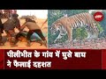 Pilibhit Tiger Video: Pilibhit में जंगल से निकलकर घर में घुसे Tiger ने मचाई अफरा-तफरी