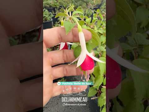 ✨ Fuchsia 'Belle de Spa' : L’ombre lui va si bien, attention à l’arrosage ! #plants #jardin