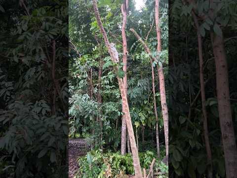 My Cat Became KING of the Backyard Jungle (He Won't Come Down!) #cat #catlover #catvideos #cats