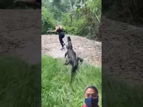 Does Crocodiles Truly Like Capybara?