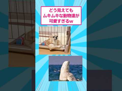 ホビーの動画サムネイル - どう見てもムキムキな動物達が可愛すぎるwww #おもしろ #爆笑 #shorts