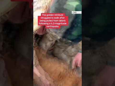Dog rescued after 30 hours under quake rubble
