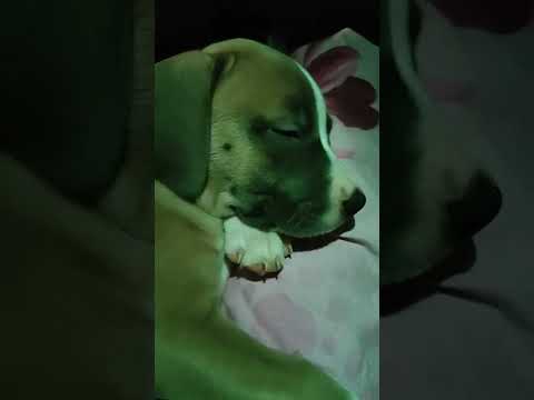 Amstaff#Rokki#первый день в новой семье#переезд