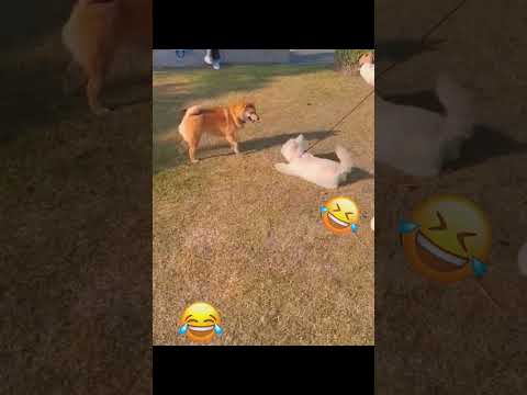 funnydogs#cute#doglover#doglife#cure#dogshorts#pet#doglife#dogshorts