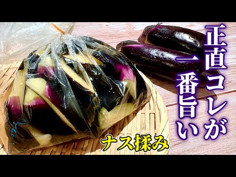 ５分揉むだけ！ナスの浅漬けはこれでいい！感動級の美味しさで箸が止まらない！