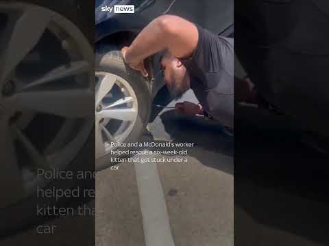 Six-week-old kitten rescued from under car