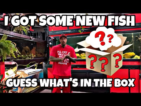 I GOT NEW FISH! GUESS WHAT’S IN THE BOX! I GOT NEW FISH! GUESS WHAT’S IN THE BOX!

What’s up YOUTUBE FAM! I got some NEW FISH! Finally!! 