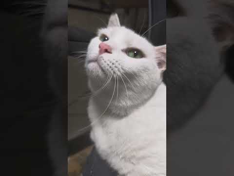 白猫にゃあにゃあ