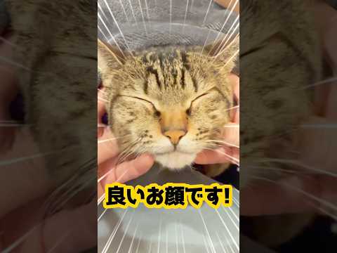 人間の膝の上で寝て全く起きない猫。 #保護猫 #猫のいる生活 #shorts