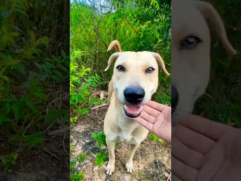 #puppy #doglover #cute #animals #funny #doglove #dog #barking #love #shortvideo #top #pets #cat