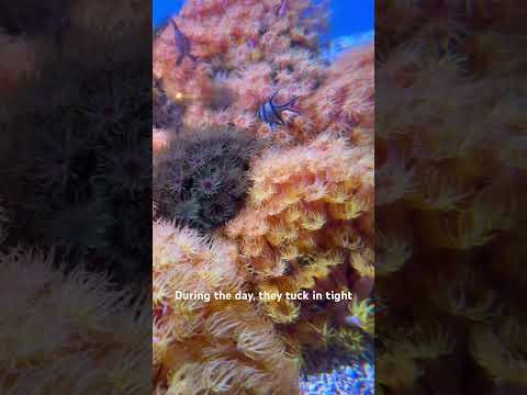 Night Hunters of the Reef 🌙🐟 #BanggaiCardinalfish #MontereyBayAquarium #OceanLife #MarineLife