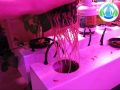 Floraison des piments sur le système Aéro/Hydro aux LEDs.