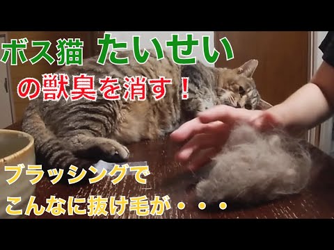家猫の体臭は気にならないの？臭いを消したいときはこれ！元保護猫　おかきと大聖・プラムとプルーン