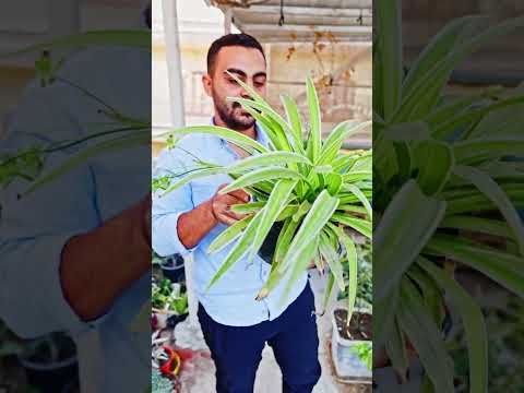 افضل نباتات بتعيش في المياه 🌿🌸 #اشجار #زراع #زراعة #garden #زراعة_الأسطح