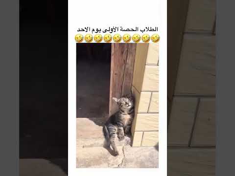 الطلاب اول حصه يوم الاحد😄 #اكسبلور #cat