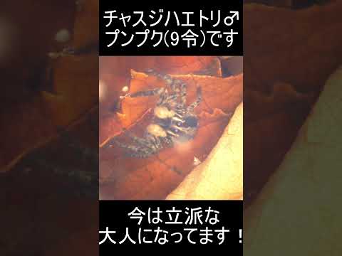 thumbnail_p_VRAOEzk0E
