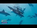 An Up Close Look At The Dolphin | Nightly News: Kids Edition