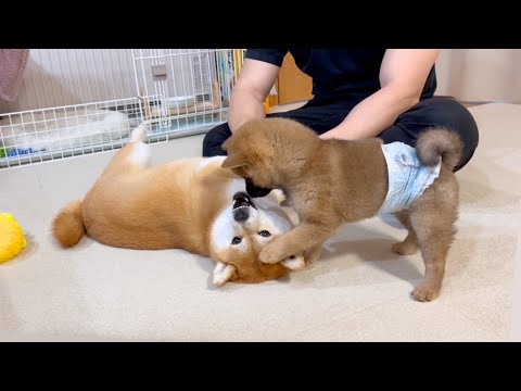 子犬がどんなじゃれ方をしても大体のことは許せてしまう心優しい姉柴犬