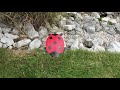 Honey Bee and Lady Bug Lawn Ornament Set