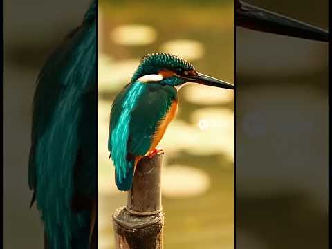 做个弹弓打你家玻璃