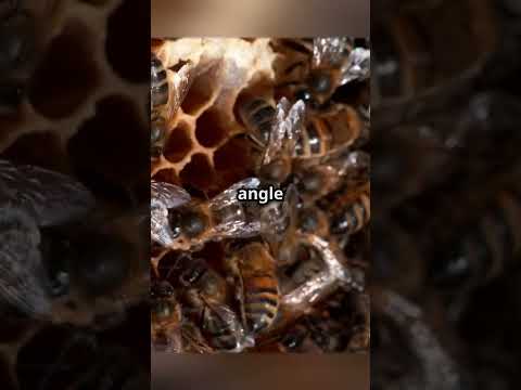 How Bees Talk: The Secret Language of Bees 🐝