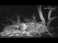 LIVE: View of a bald eagle nest in mountains of California  - 03:55:08 min - News - Video