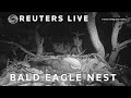 LIVE: View of a bald eagle nest in mountains of California