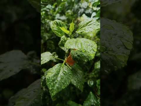 Đa Số Đàn Ông Tốt Đều Quá Thật Thà #Tâmlý#Tìnhyêu#Tưvấn#Lặng