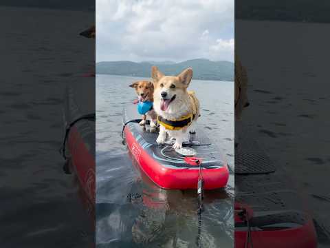 コーギー犬、はじめてのSUPダイジェスト