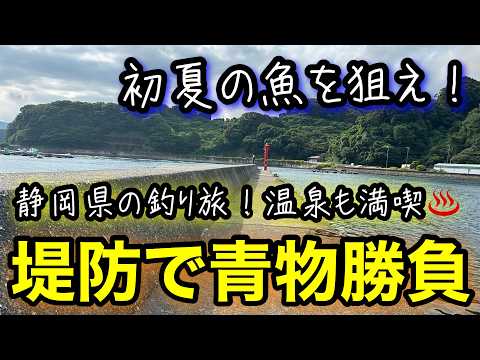 堤防に青物回遊！夏の魚が止まらない！静岡釣り旅vol2.2025.7