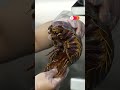 Giant isopod noodles tempt brave Taipei diners - 00:48 min - News - Video
