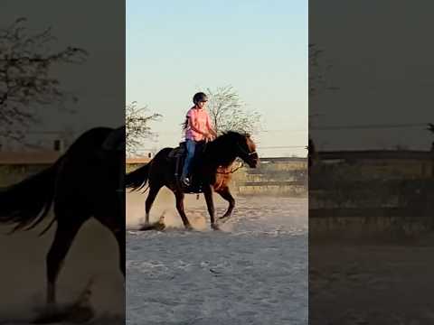 Titan is sure starting to look fancy! 😍🤩 #mustanghorse #horsetraining #equestrian