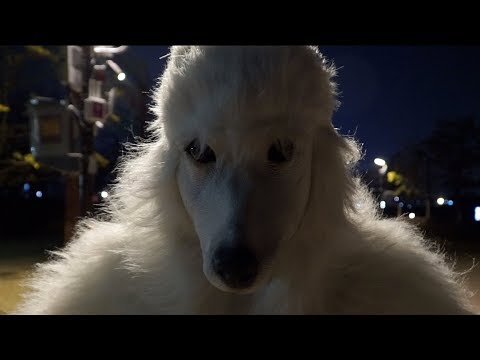 [몰카] 늑대인간 몰래카메라 <strong>Werewolf</strong> Scare Prank