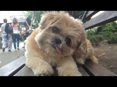 Marnie the Dog in Chinatown (feat. Destroyer "Chinatown")