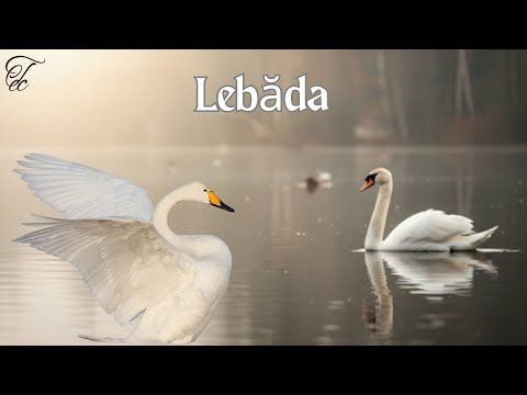 #Lebăda - #FAUNA ROMANIEI - Ep 68