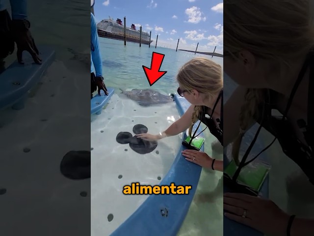 ¿Te Atreves A Alimentar Una Manta Raya Con Tus Manos? 😍